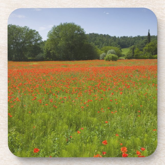 Poppy field, Chiusi, Italy Coaster (Front)