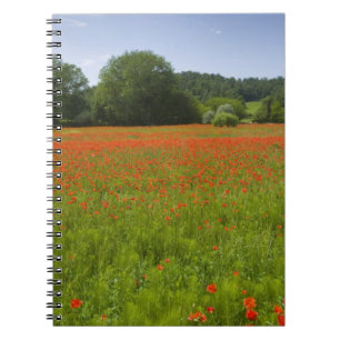 Poppy field, Chiusi, Italy Notebook