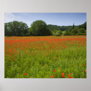 Poppy field, Chiusi, Italy Poster