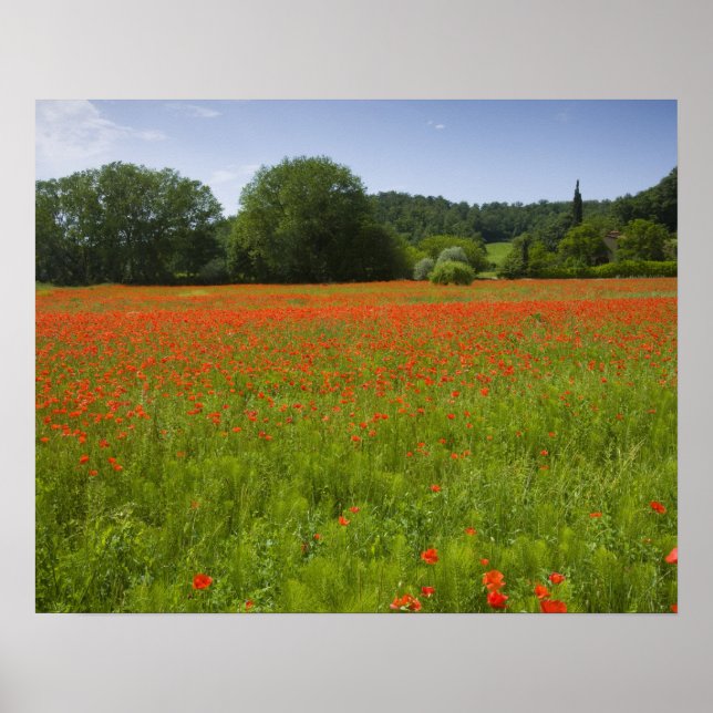 Poppy field, Chiusi, Italy Poster (Front)
