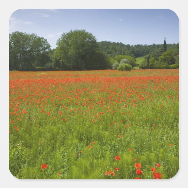 Poppy field, Chiusi, Italy Square Sticker (Front)