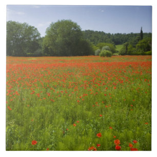 Poppy field, Chiusi, Italy Tile