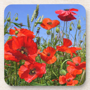 Poppy Field ~ Coasters