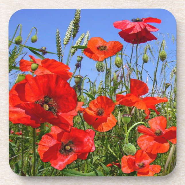 Poppy Field ~  Coasters (Front)