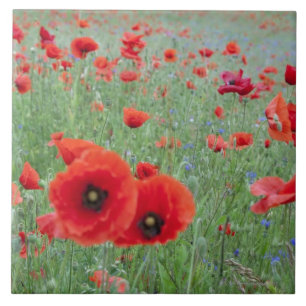 Poppy field in Vernon. Tile