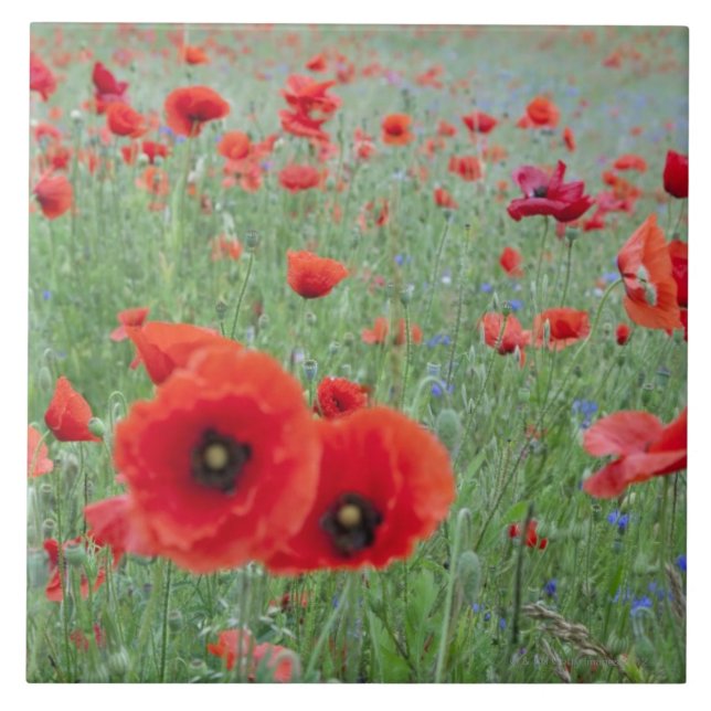 Poppy field in Vernon. Tile (Front)