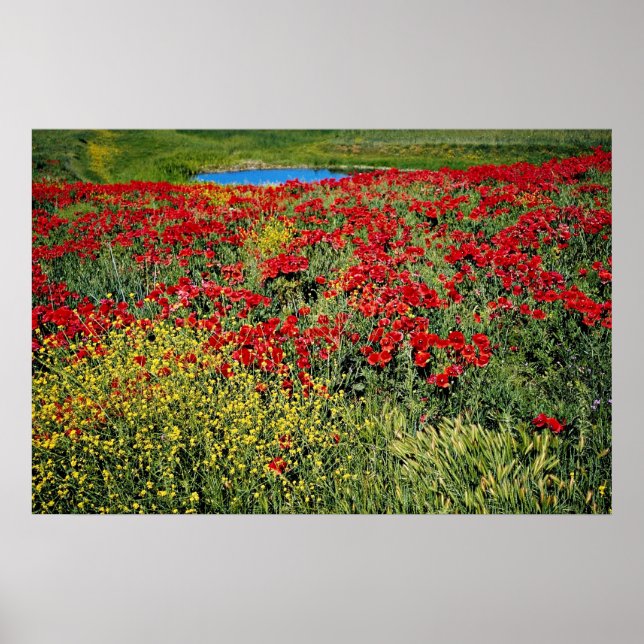 Poppy field, Middle Atlas, Morocco  flowers Poster (Front)