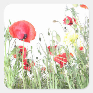  Poppy field Nature blooms flowers  Square Sticker
