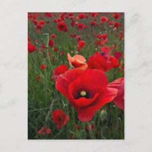 Poppy Field Post Card