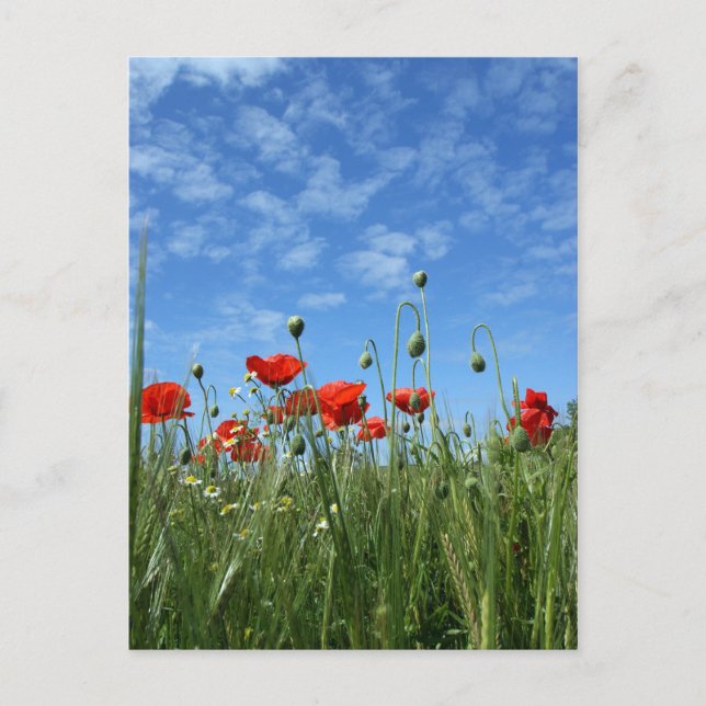 Poppy Field Post Card (Front)