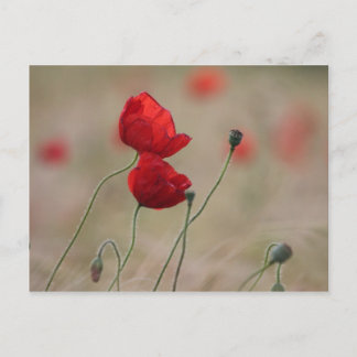Poppy field postcard