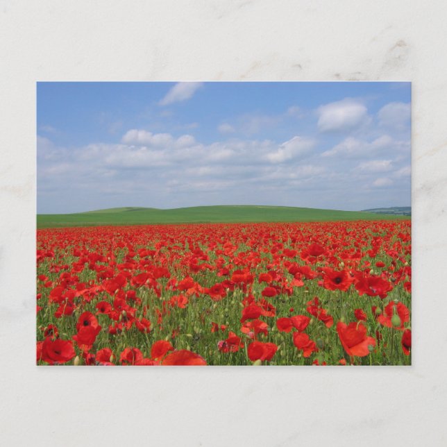 Poppy Field Postcard (Front)