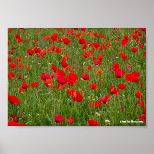Poppy Field Poster