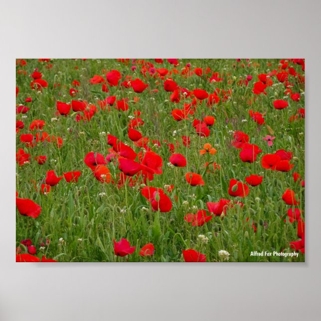 Poppy Field Poster (Front)