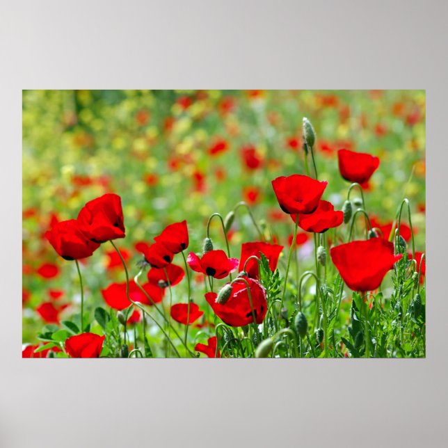 poppy field poster (Front)