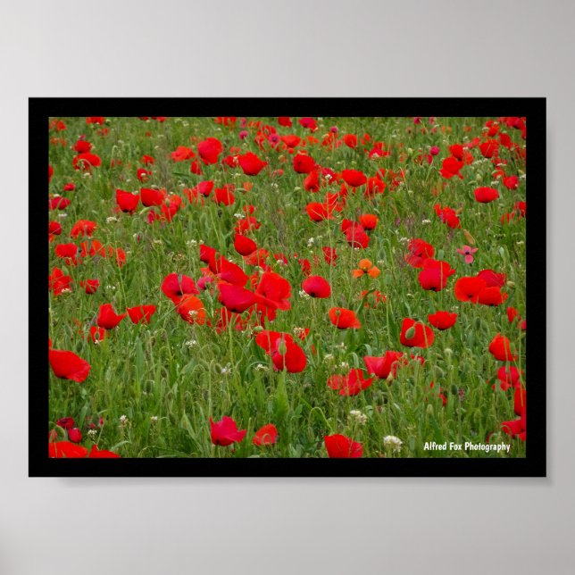 Poppy Field Poster (Front)