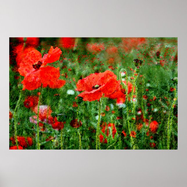 Poppy Field Poster Print (Front)