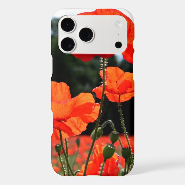 Poppy Field, Red Poppies in Bloom (Back)