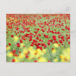 Poppy Field, Siena, Italy Postcard