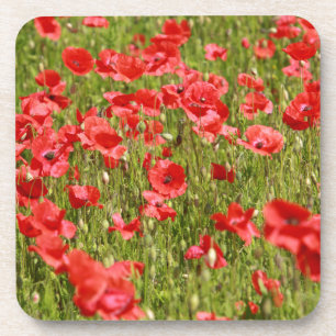 Poppy field - Stunning! Coaster
