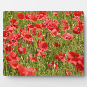 Poppy field - Stunning! Plaque