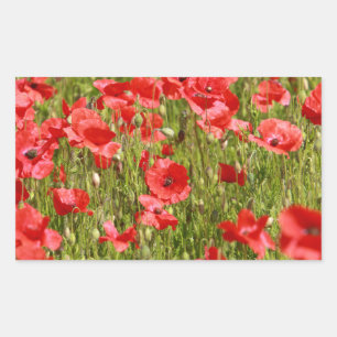 Poppy field - Stunning! Rectangular Sticker