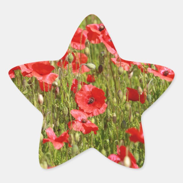 Poppy field - Stunning! Star Sticker (Front)