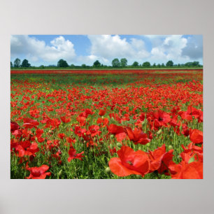 Poppy Fields Canvas Print