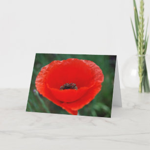 Poppy flower and meaning card