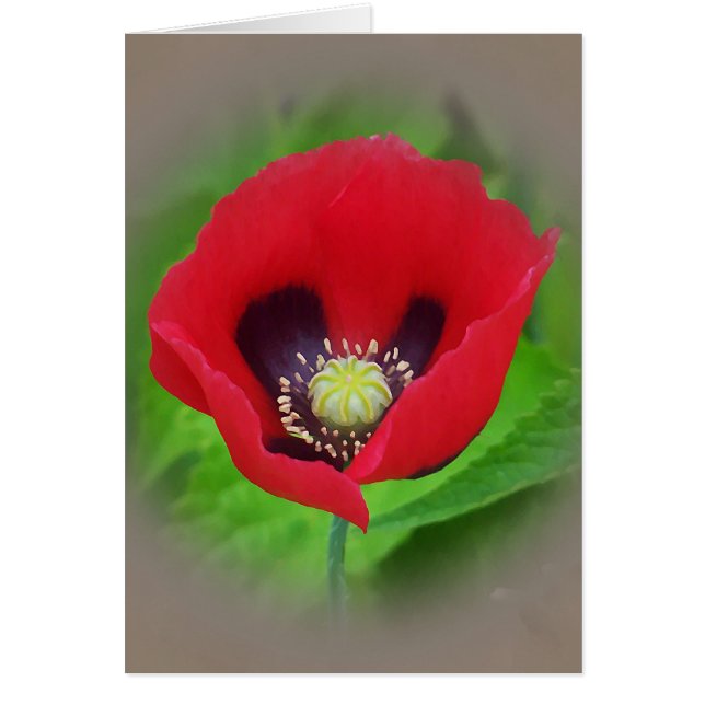 Poppy Flower Card (Front)