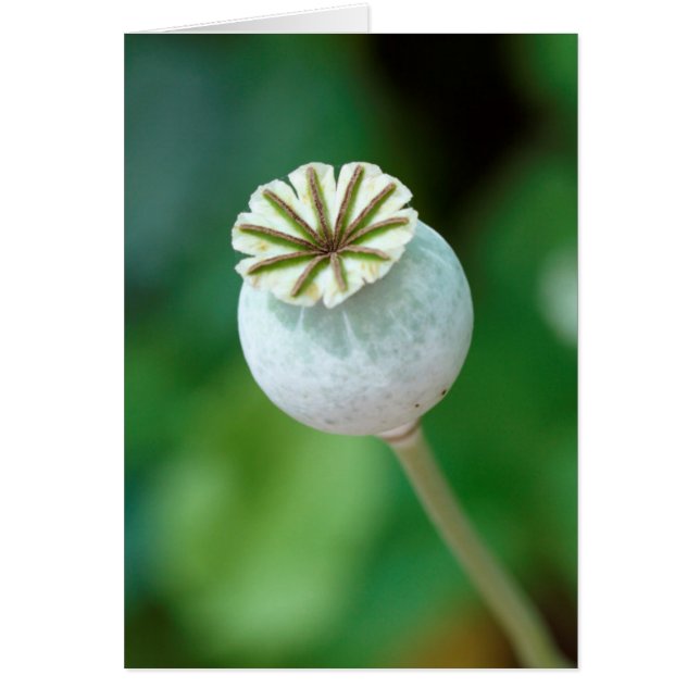 Poppy Flower Head Seed, Western Cape (Front)