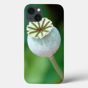 Poppy Flower Head Seed, Western Cape iPhone 13 Case