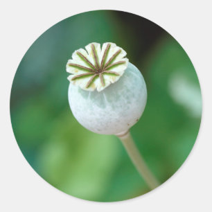 Poppy Flower Head Seed, Western Cape Classic Round Sticker