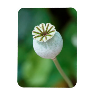 Poppy Flower Head Seed, Western Cape Magnet