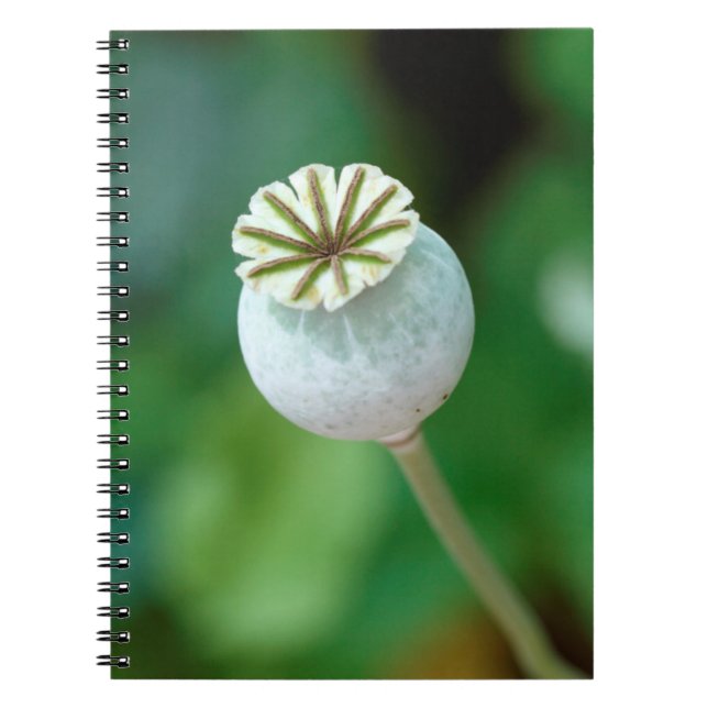Poppy Flower Head Seed, Western Cape Notebook (Front)
