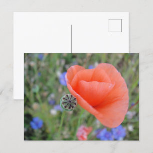 Poppy flower heart postcard