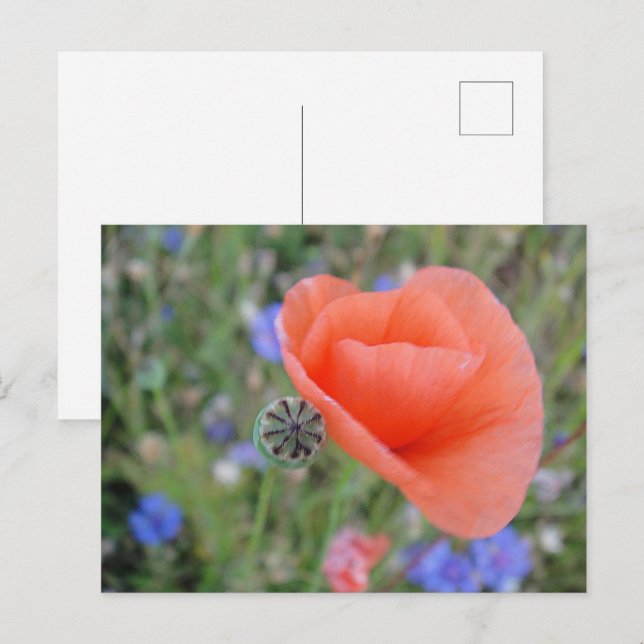 Poppy flower heart postcard (Front/Back)