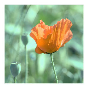 Poppy Flower in the Summer Night Photo Print