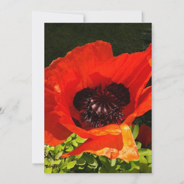 Poppy Flower Macro Photography Card (Front)