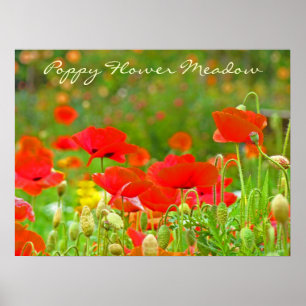 Poppy Flower Meadow art prints Floral Poppies