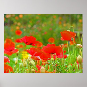 Poppy Flower Meadow Fine art prints Red Poppies