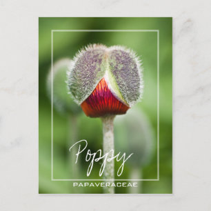 Poppy Flower Of The Papaveraceae Family Postcard