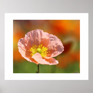 Poppy Flower Poster