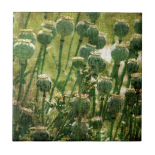 Poppy Flower Seed Pods Ceramic Tile