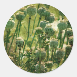 Poppy Flower Seed Pods Classic Round Sticker
