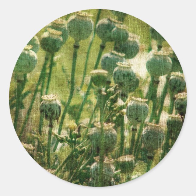 Poppy Flower Seed Pods Classic Round Sticker (Front)
