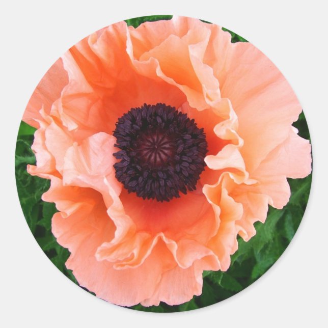 Poppy Flower Sticker (Front)