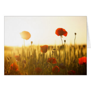 Poppy flowers in sunlight