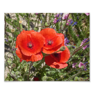 POPPY FLOWERS PHOTO PRINT