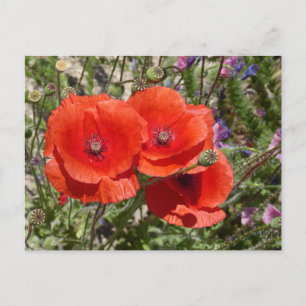 POPPY FLOWERS POSTCARD